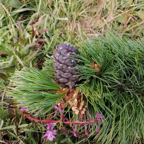 Чуйский тракт: красивая дорога мира (из Горно-Алтайска)