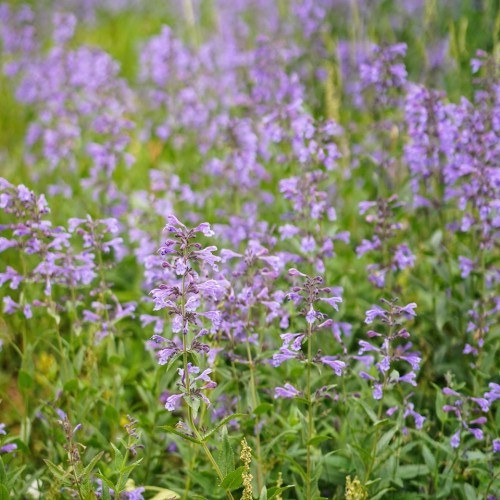 Комфорт-тур на Алтай с фотографом: полёт на вертолёте, парение и главные места (всё включено)