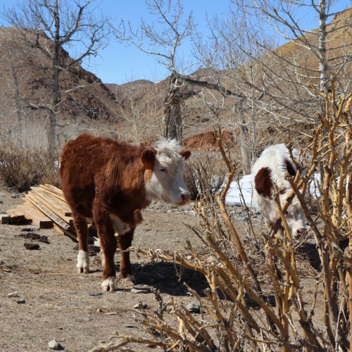 Алтайские чудеса: водопады, горы, озёра и марсианские пейзажи в мини-группе