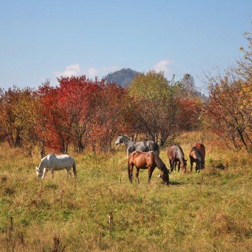 Долина Катуни — в гости к госпоже Горного Алтая