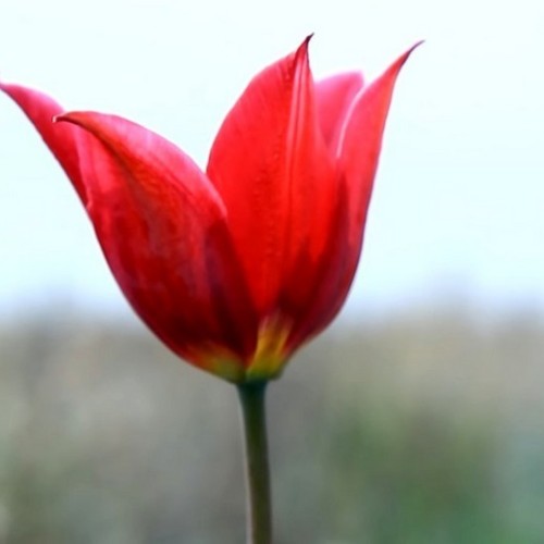 В Элисту из Волгограда на автобусе: вальс тюльпанов, этнопрограмма, мастер-классы и «Страна Бумба»