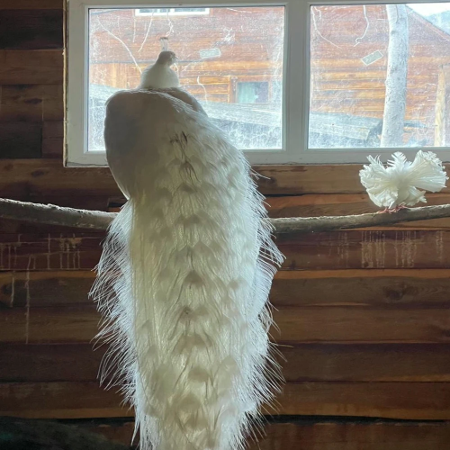 Агроэкскурсия на ферму и мастер-класс с перьями павлина