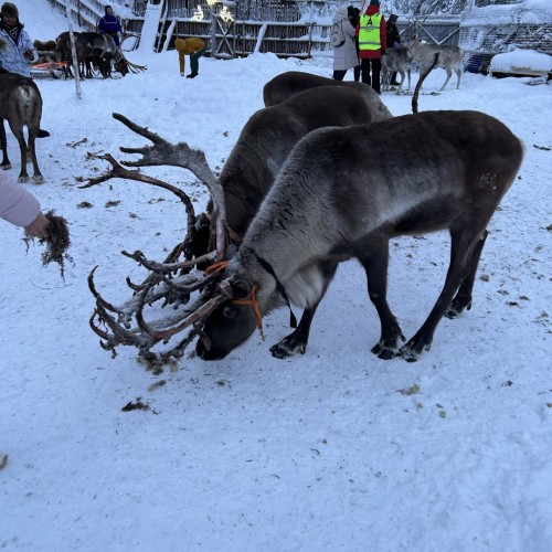 Экспресс-путешествие в Арктику: Мурманск, Териберка и Кировск, северное сияние и милые олени