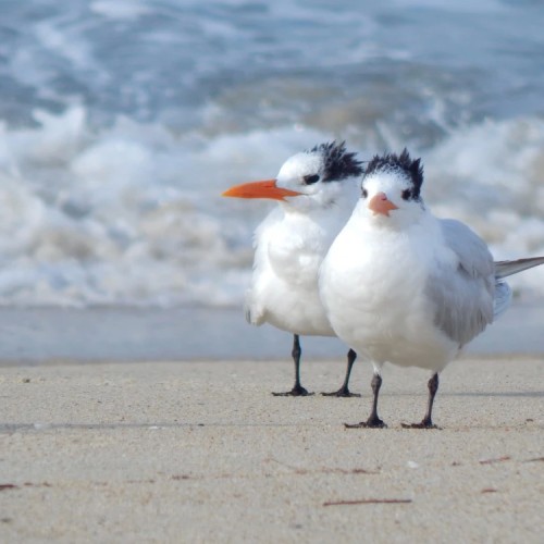 Инопланетный Итуруп: прогулки и дзен среди волн и скал