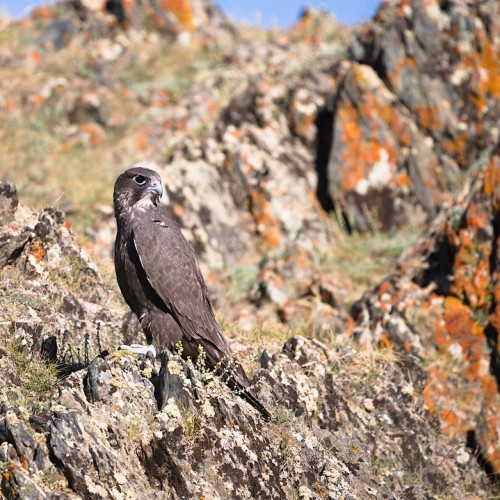 Наедине с Алтаем: высокогорные озёра, живописные долины и неземной ландшафт (всё включено)