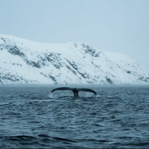 Арктические приключения: морская прогулка в поисках китов, Териберка и этническая деревня