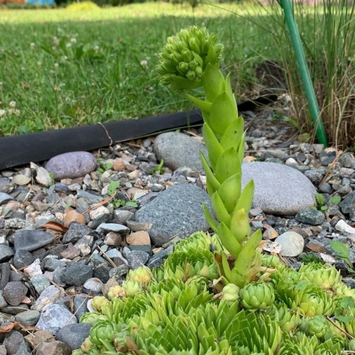 Сказочный Алтай: местные промыслы и природные достопримечательности