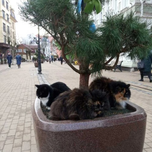 Куршская коса и три курорта Балтики за один день в мини-группе