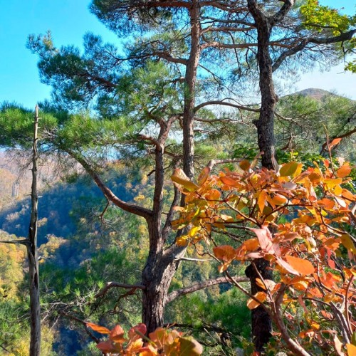 Лёгкий треккинг в субтропиках с проживанием в гостинице в Адлере