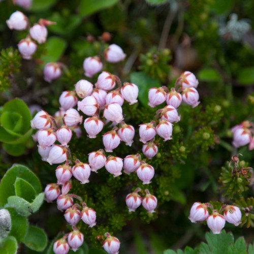 VIP-круиз с экспертами и музыкантами от Камчатки до Чукотки (всё включено)