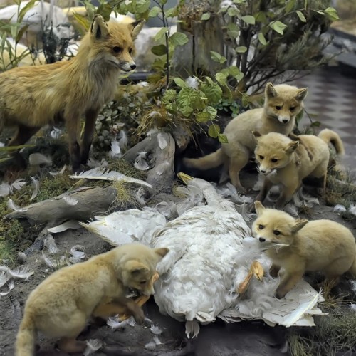 Зоологический музей для детей и взрослых