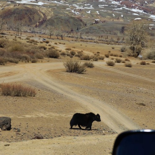 На Алтай за чудесами, энергией и видами (в сборной мини-группе)