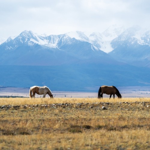 Знакомство с Алтаем своей компанией: снежные вершины, кристальные озёра и заповедные тропы