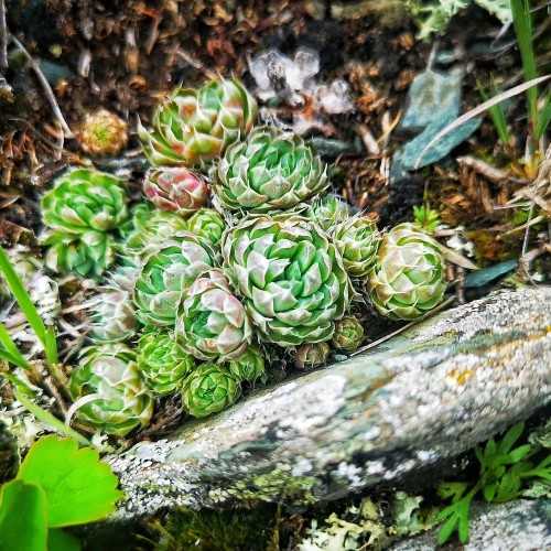 Два дня с инопланетным Алтаем: Чуйский тракт, Гейзеровое озеро и марсианские горы