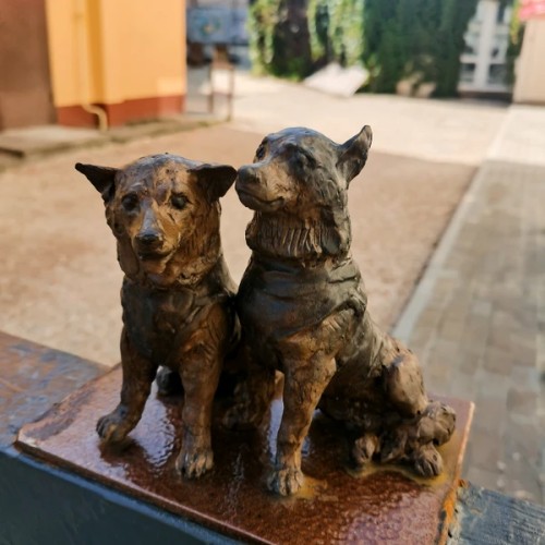 Dog-friendly Калуга: cобачьи истории