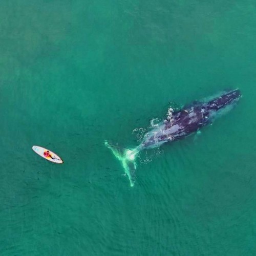 Навстречу гренландским китам: экспедиция к Шантарским островам с лекциями биологов