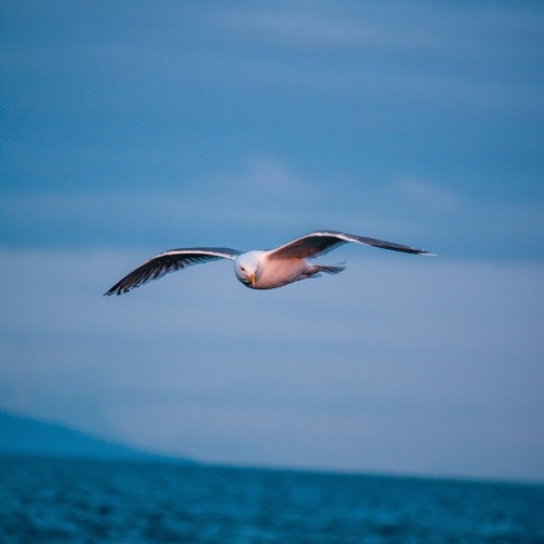 Навстречу гренландским китам: экспедиция к Шантарским островам с лекциями биологов