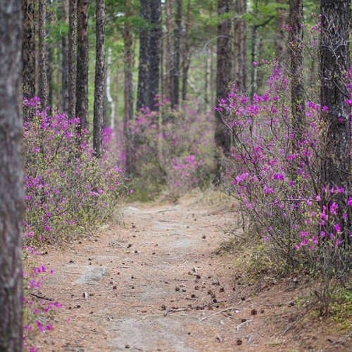 Краски Байкала: «Сибирский Париж», красоты Ольхона и цветение багульника