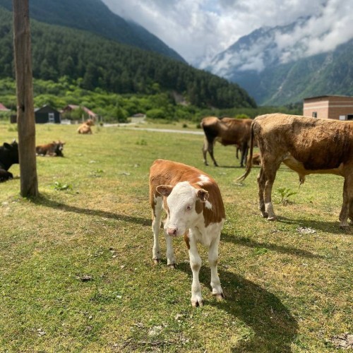 Прогулки по ущельям Северной Осетии и Владикавказу
