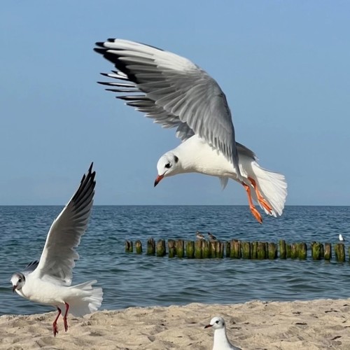 Топовые места Калининграда и области: курорты, природа и архитектура