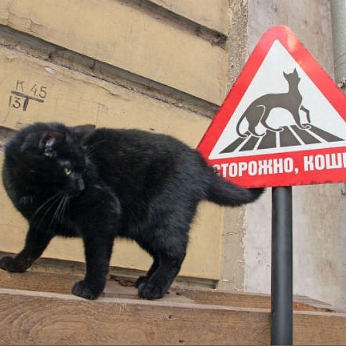 В главной роли — Петербург!