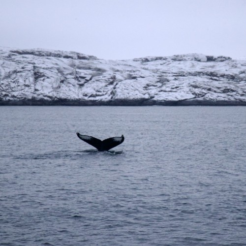 Приключения на Кольском в мини-группе: айс-флоатинг, северное сияние и Териберка
