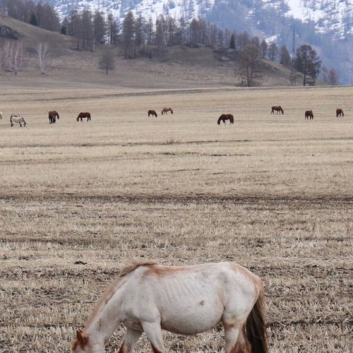 По озёрам, горам и степям с комфортом: 4 дня на Алтае