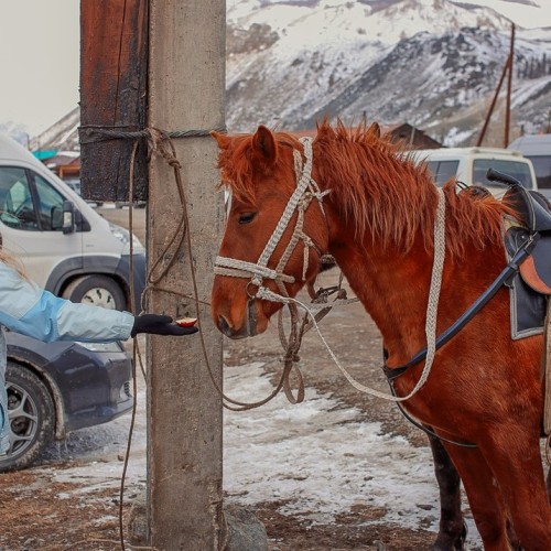 Автотур по весеннему Алтаю: фиолетовые горы и места силы