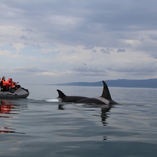 Навстречу гренландским китам: экспедиция к Шантарским островам с лекциями биологов