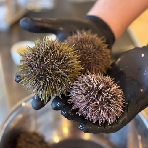 Тур-приключение в Арктике: Териберка и Кировск, кулинарный мастер-класс и северное сияние