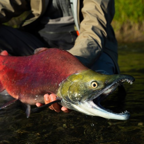 Рыбалка на камчатского лосося в мини-группе