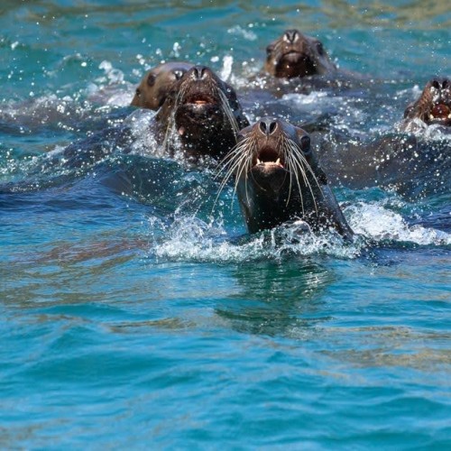 За деликатесами и к сивучам на Сахалин