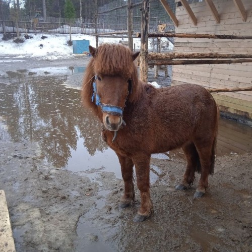 За Полярный круг: в гости к саамам, охота за сиянием и экскурсии по Мурманску и Териберке