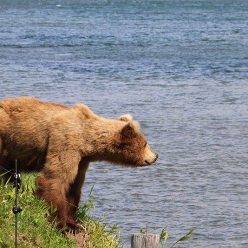 Вулканы, гейзеры и шум океана: активное путешествие по природным чудесам Камчатки