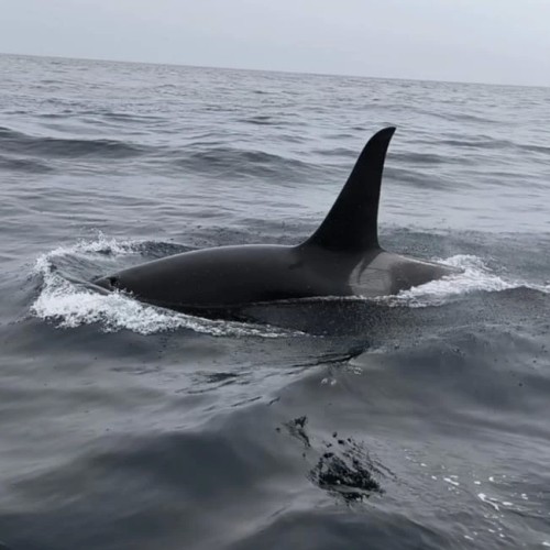 Там с коптера видны вулканы: экспедиция по Камчатке с выходом в море