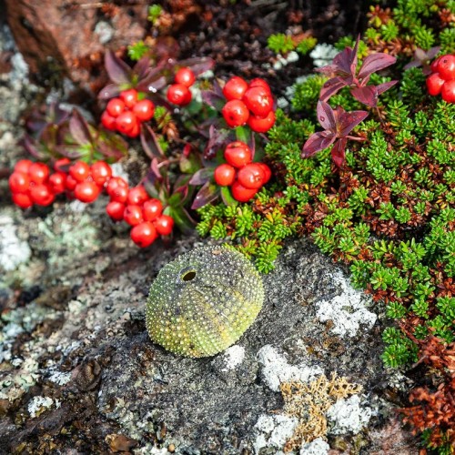 На Кольский полуостров через Карелию: автобусный тур по знаковым локациям (из Санкт-Петербурга)