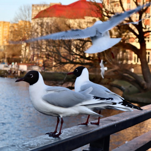 По побережью Балтийского моря: загадки и тайны Калининградской области