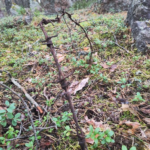 По тропам линии Маннергейма: подземные бункеры в карельских лесах