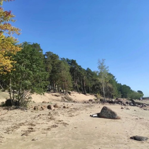 Приморский Парадиз — Сестрорецк, Репино, Комарово и Зеленогорск