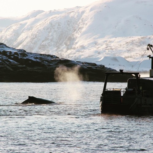 Океан впечатлений в Арктике: айс-флоатинг, северное сияние, морская прогулка и гастрономия