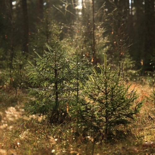 По тропам Торжокского района: пеший поход с рюкзаками