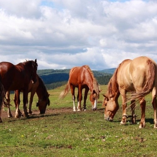 Всё включено в заповедной Башкирии с проживанием в модульном доме и душевной лепкой пельменей
