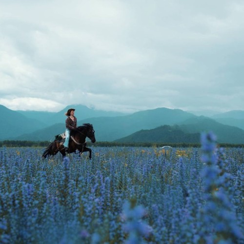 Бороздим просторы Алтая верхом: активный тур для опытных всадников с фотосъёмкой