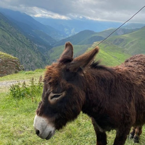 Прогулки по ущельям Северной Осетии и Владикавказу