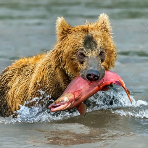 Увидеть душу Камчатки: джип-тур по неизведанным местам с круизом по Курильскому озеру (всё включено)