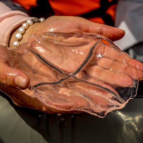 Гранд-тур по островам Дальнего Востока: Сахалин, Итуруп, Кунашир и Шикотан, термы и гастрономия