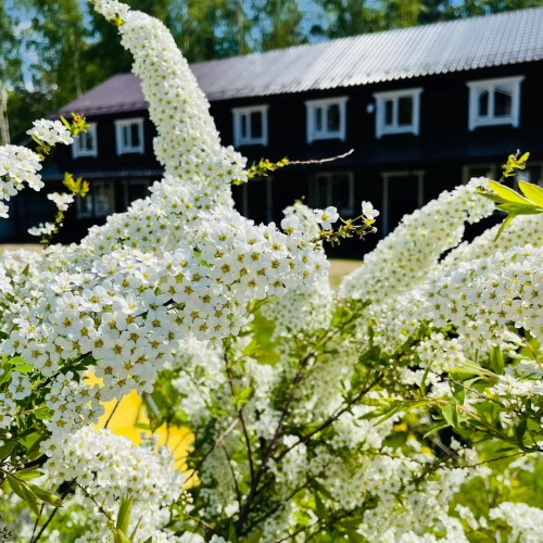 Перезагрузка в Приладожье с йогой, баней, сибирским чаном и сапами (всё включено)