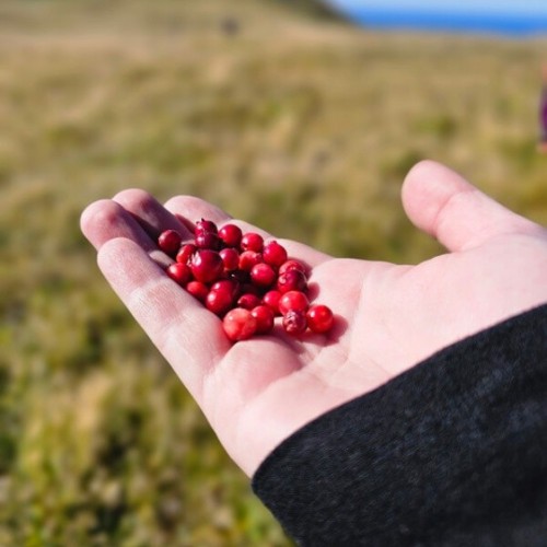 Путешествие на Дальний Восток: Сахалин и Кунашир