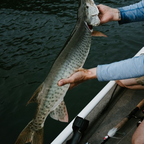 Навстречу гренландским китам: экспедиция к Шантарским островам с лекциями биологов