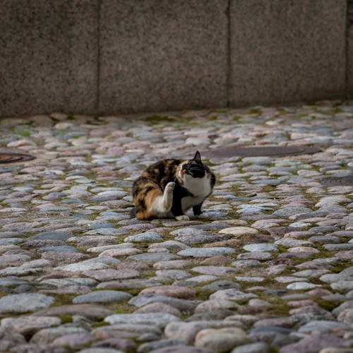 Экскурсия-квест для детей «коты в Эрмитаже»